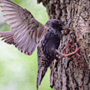 Food For The Kids. Common Starling Poster