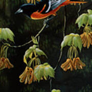 Forest Flame - Baltimore Oriole Poster