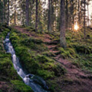 Forest Landscape With Idyllic Stream Poster