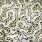 Fossilized Brain Coral Poster