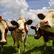 Four Chatting Cows Poster