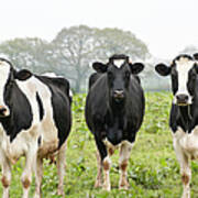 Four Holstein Friesian Cows Standing In Poster