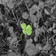 Four-leaved Clover Poster