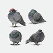 Four Pigeons Poster