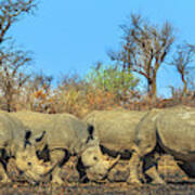 Four White Rhinos Poster