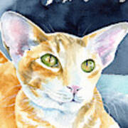 Fox Peterbald Cat Painting Poster