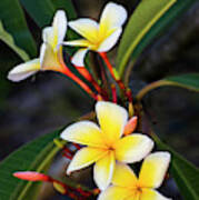 Frangipani Beauty Poster