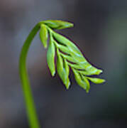 Freesia Bud Is Waking Up Poster