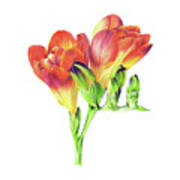 Freesia Poster