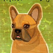 French Bulldog Fawn Poster