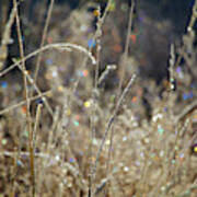 Frosty Meadow Grass 2 Poster