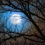 Full Moon Through Tree Branches Poster