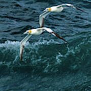 Gannets Over Wild Atlantic Poster