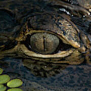 Gators Eye Poster