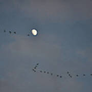 Geese Flock And Moon Poster