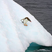 Gentoo Penguin On Iceberg, Antarctic Poster