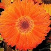 Gerbera Daisy With An Abstract Melting Effect Poster