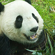 Giant Panda And Bamboo Poster
