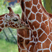 Giraffe And Calf Poster