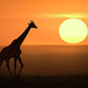 Giraffe At Sunrise Poster