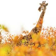 Giraffe In Mopane Woodland Poster