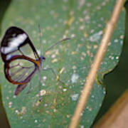 Glasswing Butterfly Jardin Botanico Del Quindio Calarca Colombia Poster