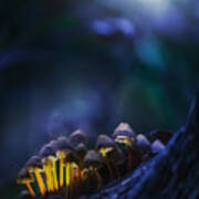 Glowing Mushrooms Poster