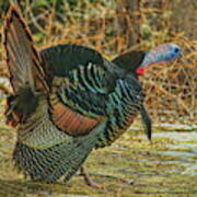 Gobbling In The Sunshine Poster