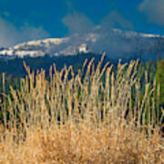 Gold Grass Snowy Peak Poster