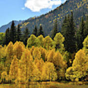 Golden Aspens On The Road To Marble Colorado Poster