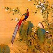 Golden Pheasants In Spring Poster