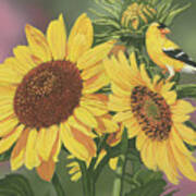 Goldfinch And Sunflowers Poster