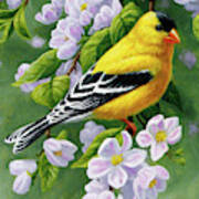 Male American Goldfinch And Apple Blossoms Poster
