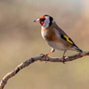 Goldfinch Poster