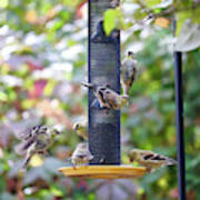 Goldfinch Morning Poster