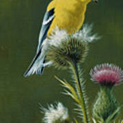 Goldfinch On Thistle Poster