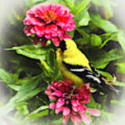 Goldfinches Love Zinnias Poster