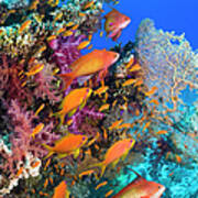 Goldies On Coral Reef Poster
