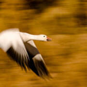 Goose With Cottonwoods Poster