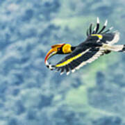 Grace Of The Great Indian Hornbill Poster