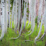 Grand Canyon Birch Trees Poster