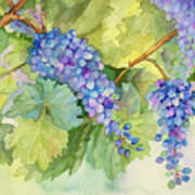 Grape Vineyard Poster