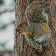 Gray Squirrel Profile Poster