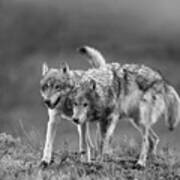 Gray Wolf Pair Approaching Poster