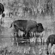 Grazing In The Slough Creek Marsh Black And White Poster
