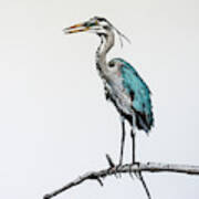 Great Blue Heron Acrylic Ink 2 Poster