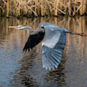 Great Blue Heron In Flight Poster