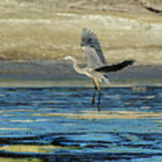 Great Blue Heron Landing On Rosemary Lake At Sunset Poster