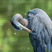 Great Blue Heron Preening Dmsb0157 Poster