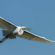 Great Egret 2014-2 Poster